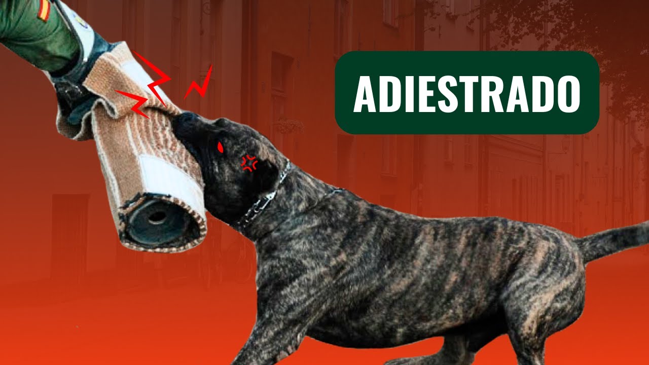 El adiestramiento del Presa Canario