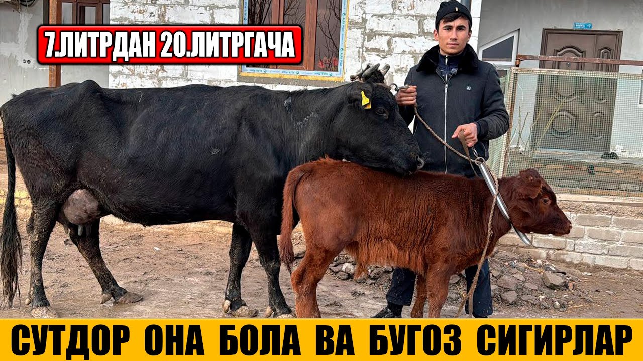 СУТДОР ОНА БОЛА ВА БУГОЗ СИГИРЛАР АРЗОН НАРХДА 25-01-2026