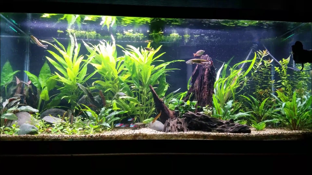 Finnex 24-7 Full Day Cycle - The Colors!