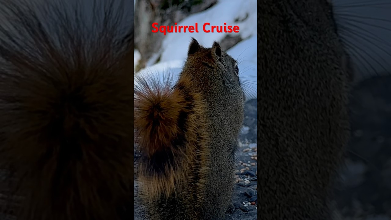 Squirrel Cruise in Mission Impossible part 2 