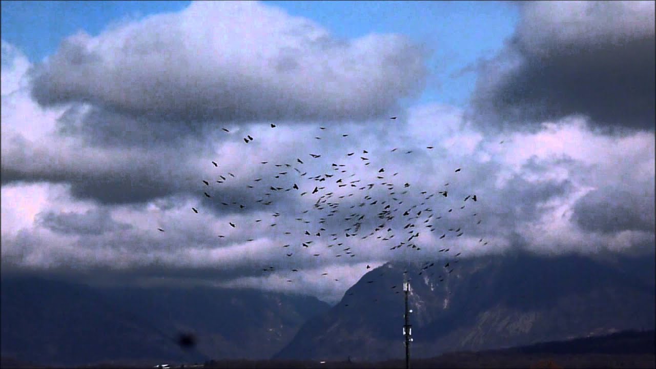 Trichiana 12 Marzo 2013   volo di uccelli ...