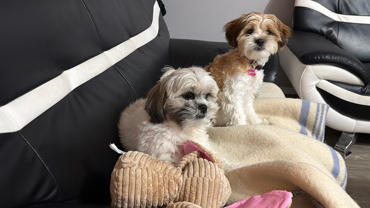 Mr.Tobyshihtzu is live!