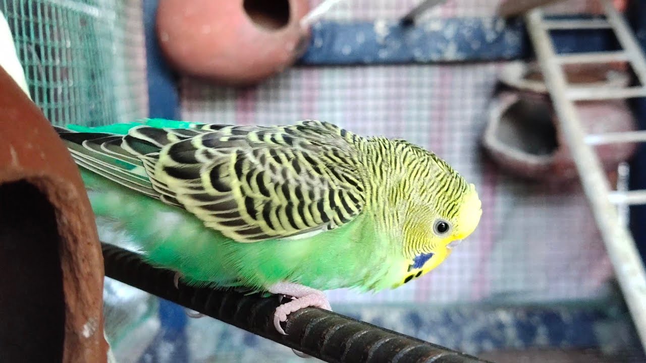Budgies Sounds to make them come to you | By akshimokshi 8415