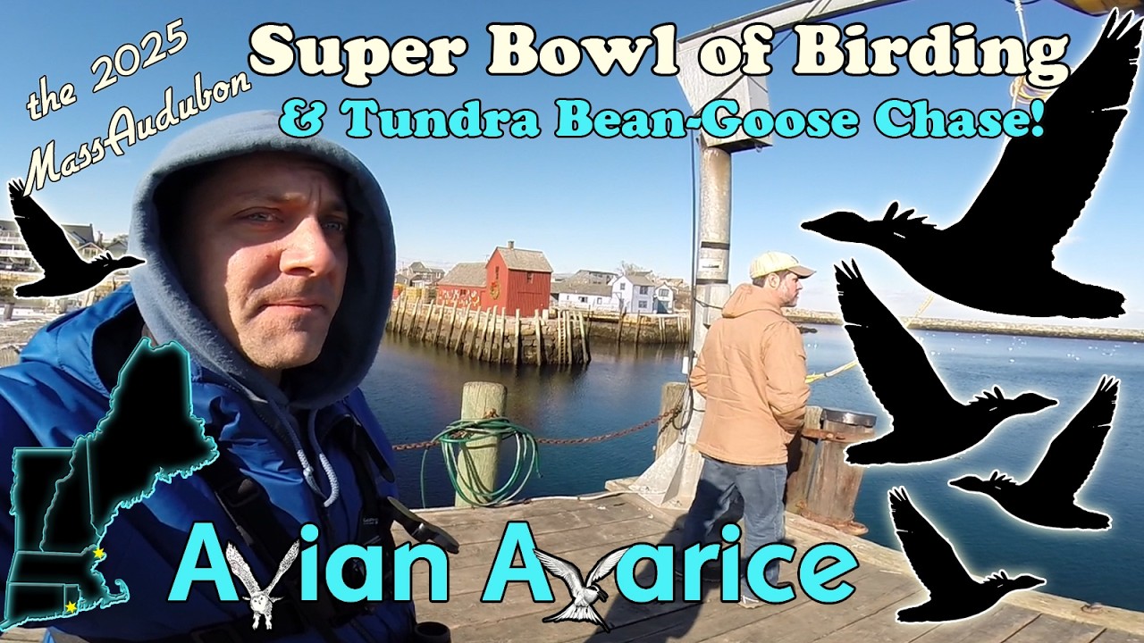 the 2025 MassAudubon Super Bowl of Birding & Epic Tundra Bean-Goose Chase!