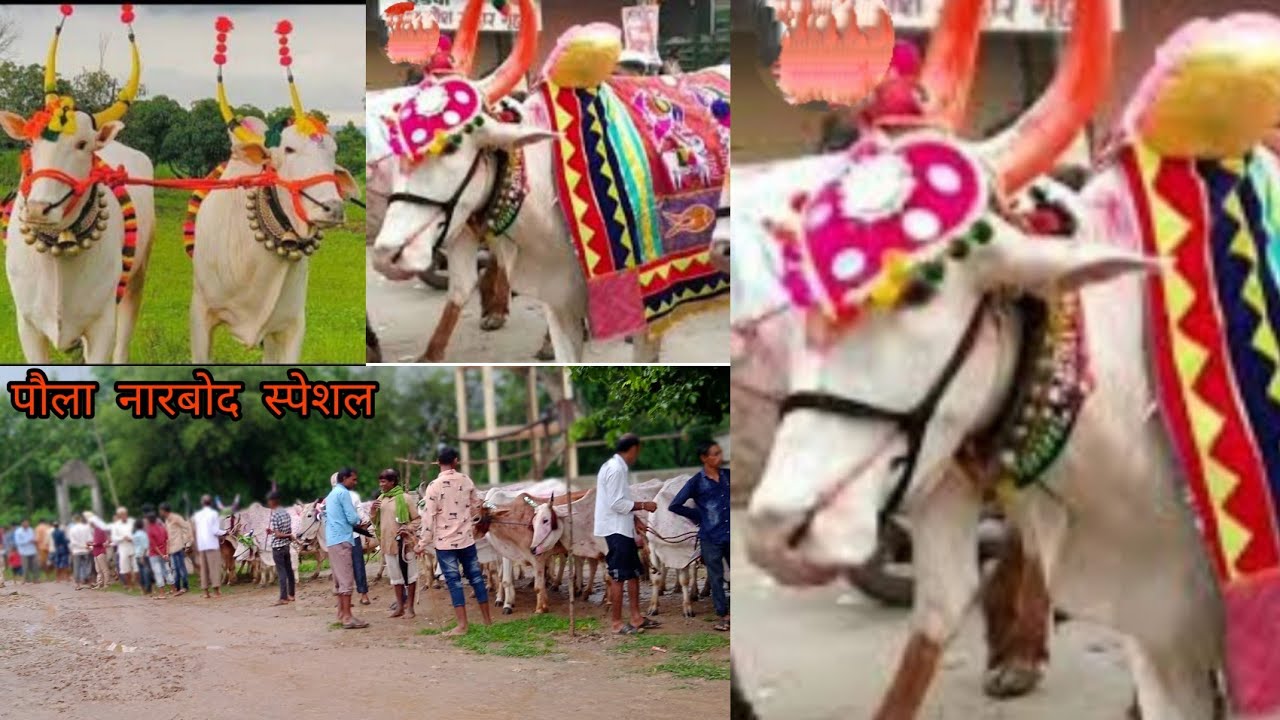 पौला नारबोद स्पेशल वीडियो फूल वीडियो