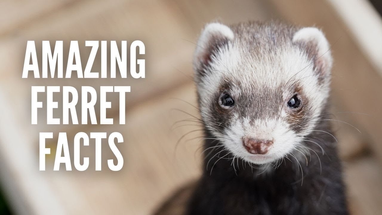 25 Fun & Amazing Ferret Facts