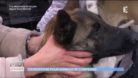 Ostéopathie pour animaux de compagnie