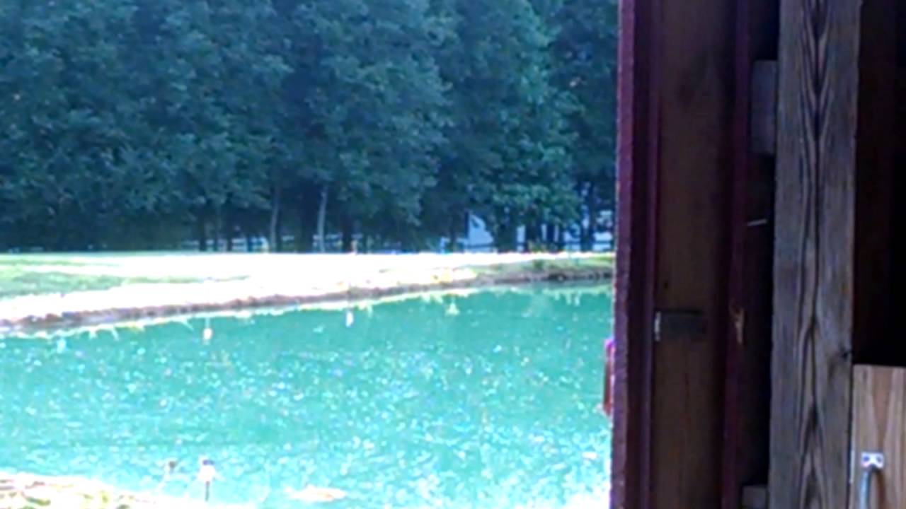 Bees In Flight At Barnyardbees