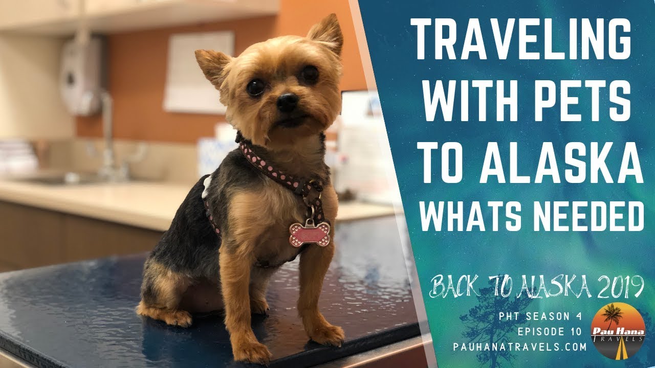 RVing to Alaska: Taking the dogs to the vet to clear for travel to Alaska