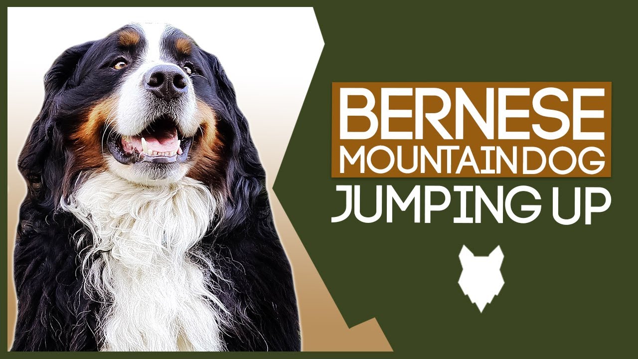 Stop Your BERNESE MOUNTAIN DOG Jumping Up