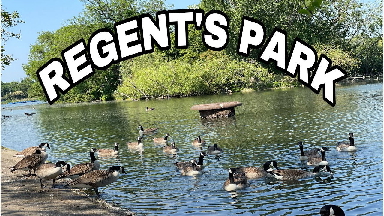 REGENT’S PARK,DUCK SWIMMING UNDERWATER,WATERFOWL