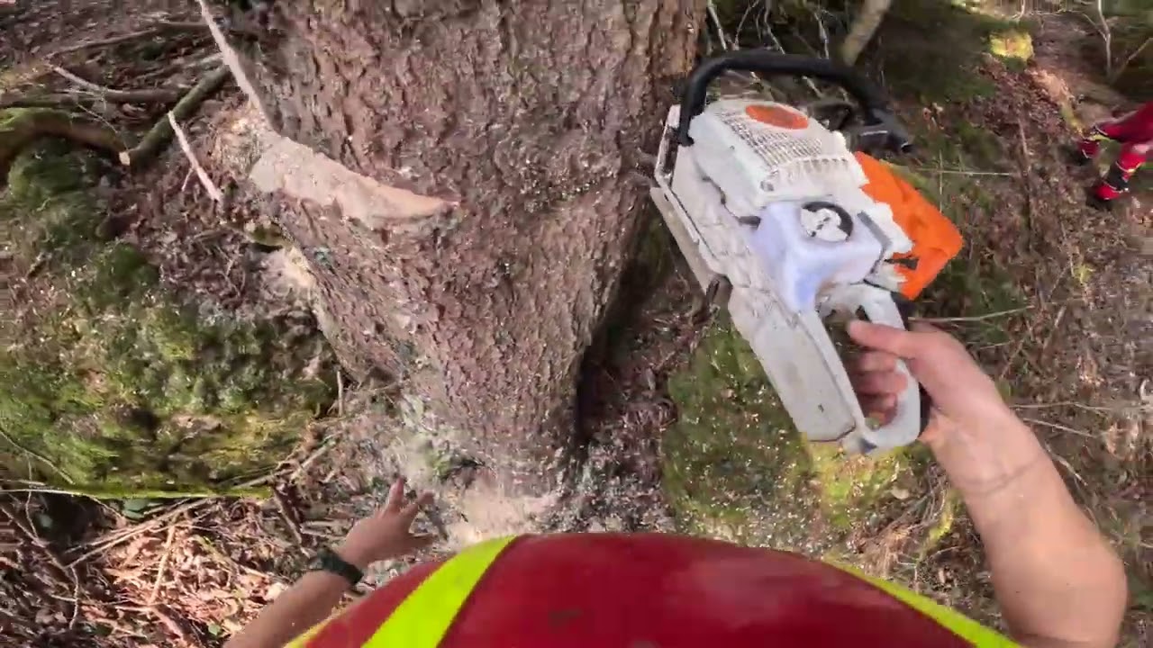 Fällung einer sehr astigen Fichte