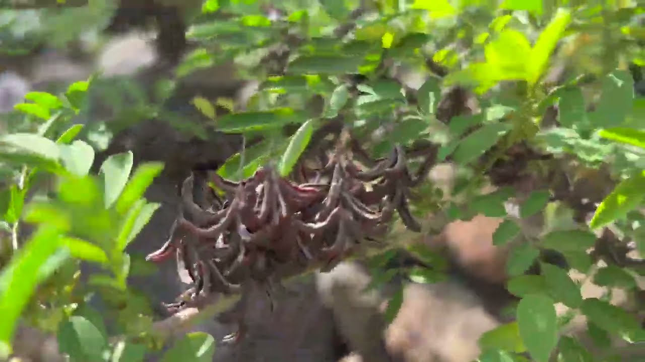 Managing Biodiversity & Novel Ecology on Mauna’ōhi Ridge