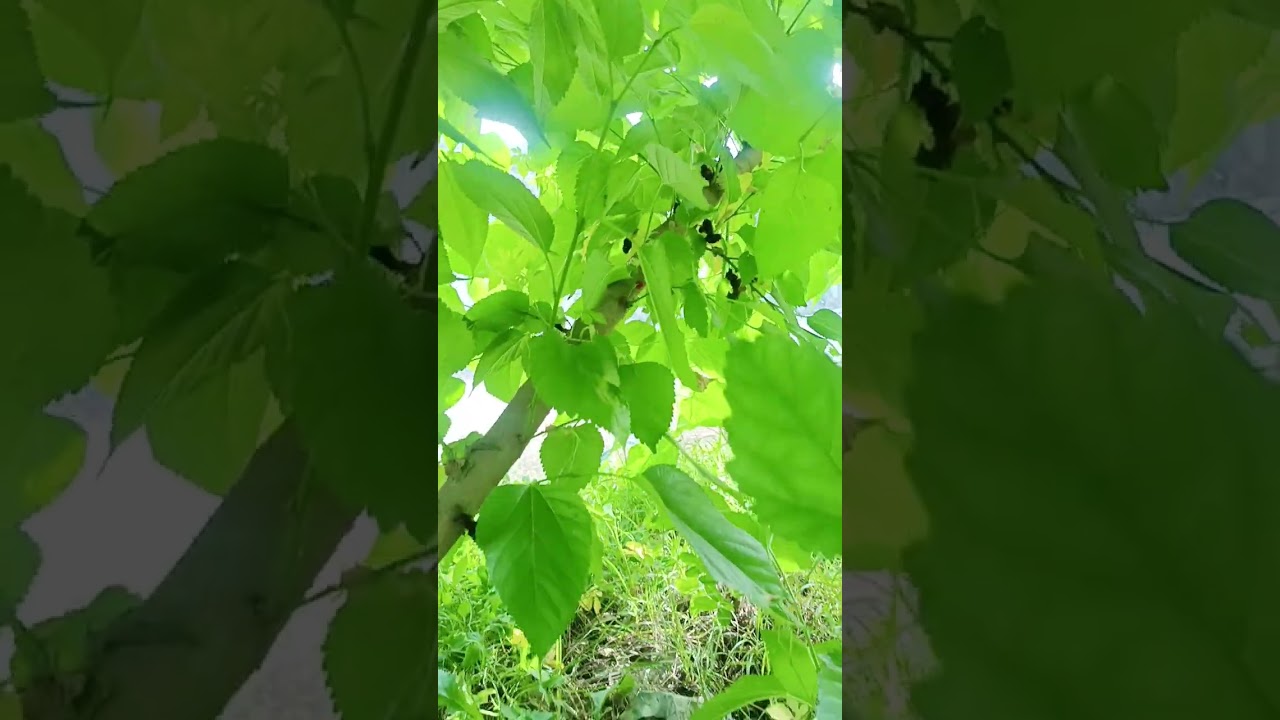 dwarf native mulberry ang dami nang hinog 