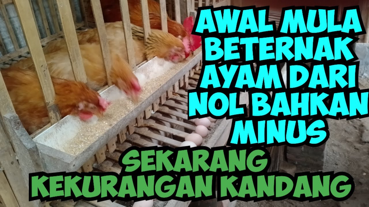awal mula beternak ayam dari nol bahkan minus sekarang kekurangan kandang