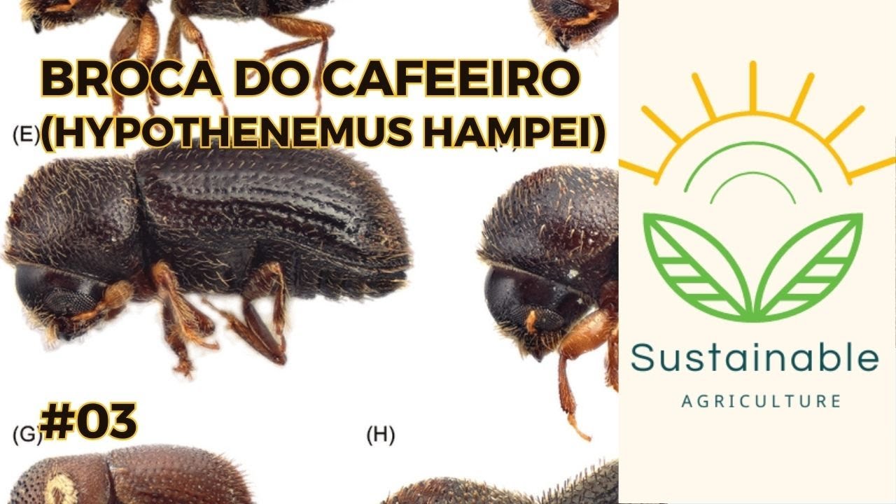 Broca-do-cafeeiro - Principais pragas do café - #cafe