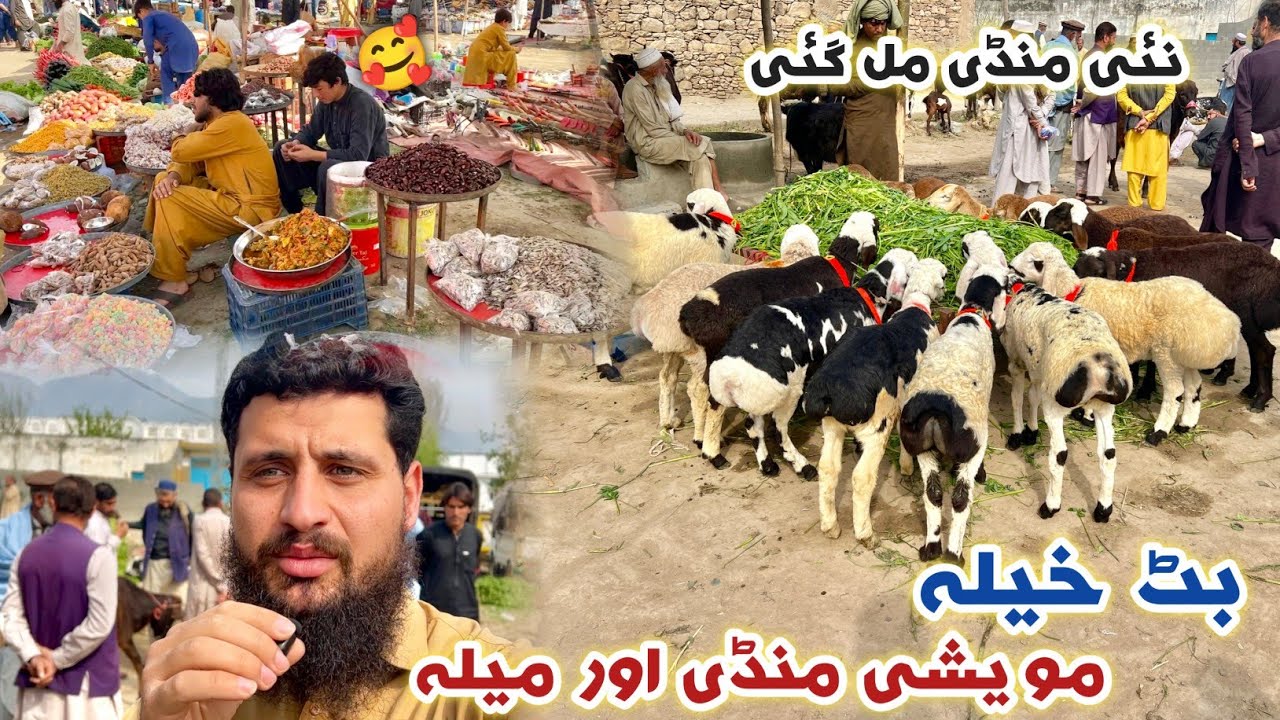 Dumba Mandi Batkhela New Mandi Exploring Eid Ul Azha 2026 Bakra Eid Izhar Ali Shah Vlogs 