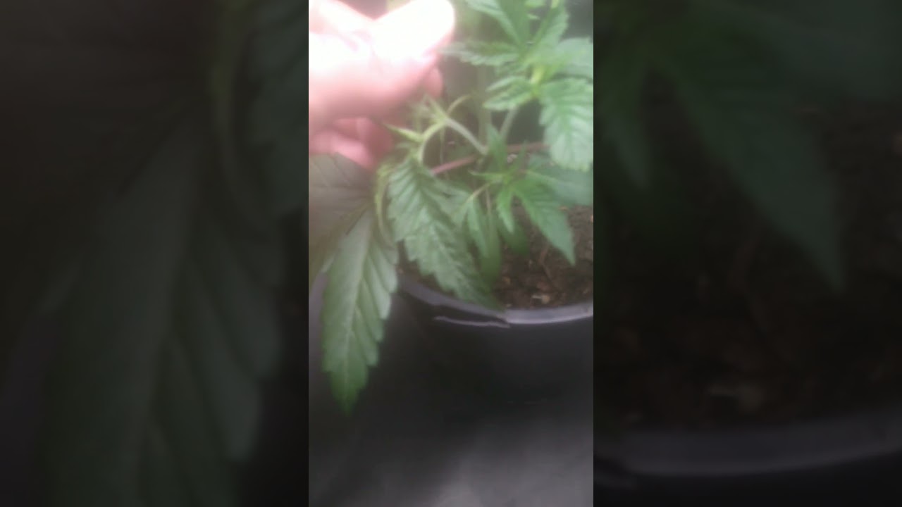 Sugar Cane by In House Genetics 2.5 weeks three leaf effect.