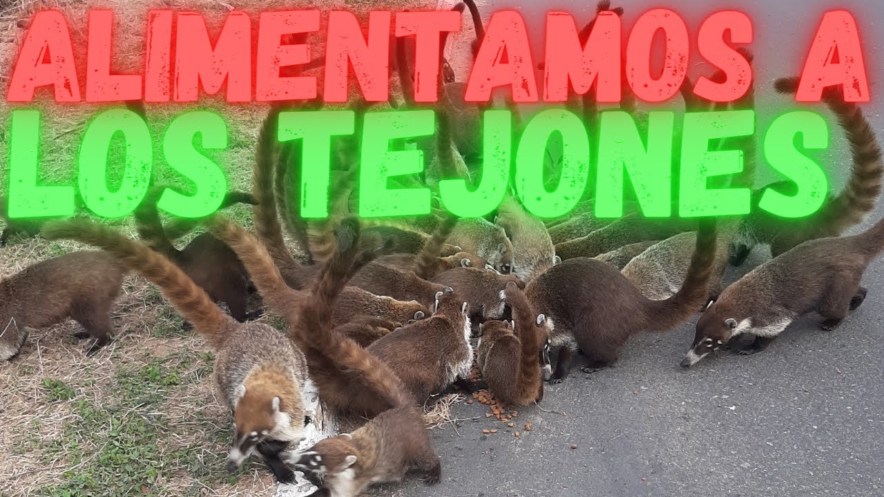 SABIAS QUE LOS TEJONES COMEN ESTO?? | EL CHARLY REYNOSA