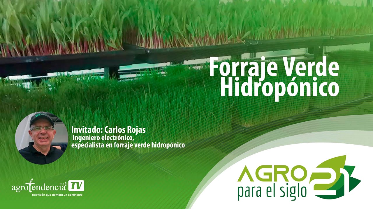 Forraje Verde Hidropónico | Agro para el siglo 21