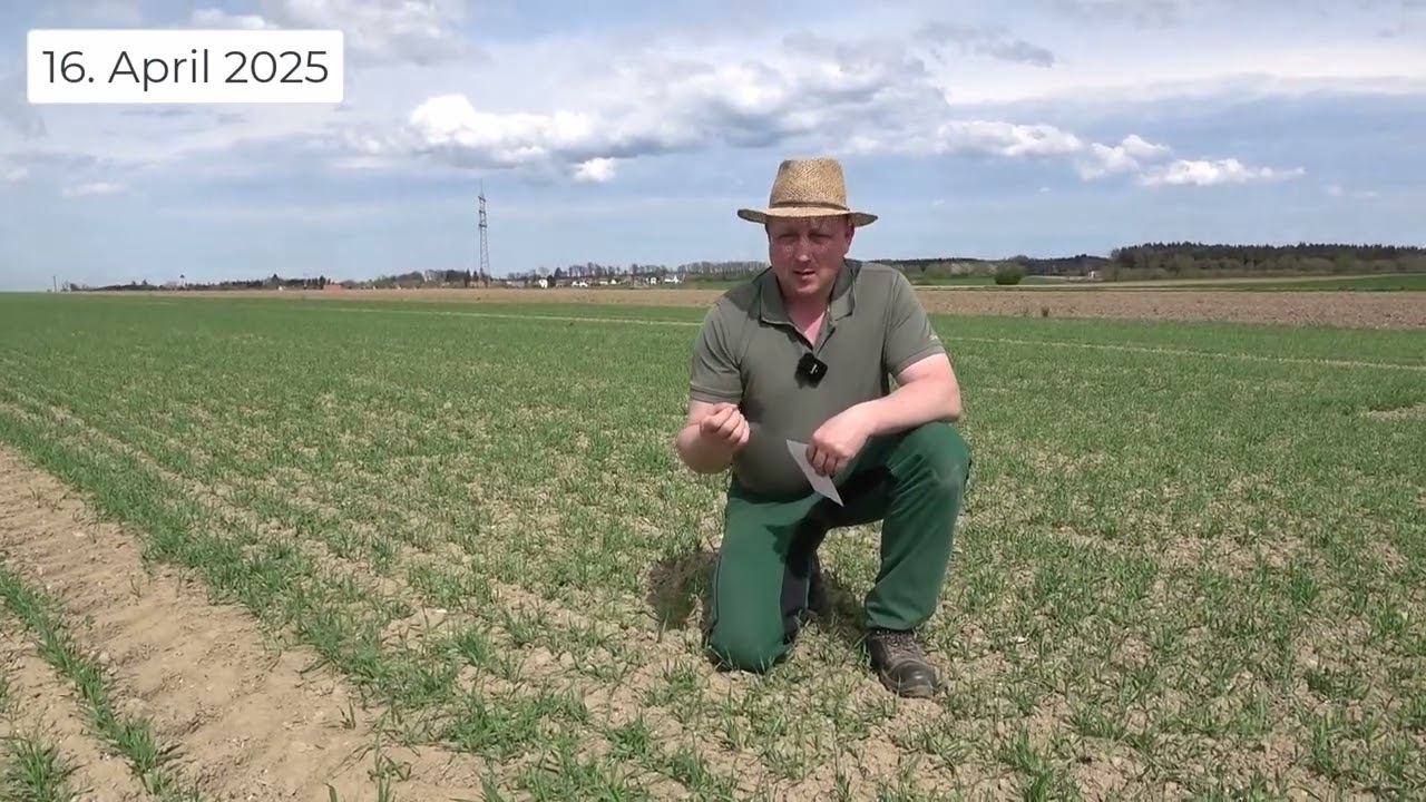 Pflanzenbau Aktuell - Rapsglanzkäfer, Blattkrankheiten, Unkräuter im Sommergetreide und Maisaussaat