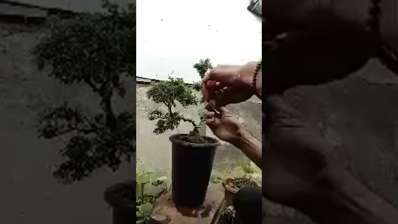 Video saya seputar taman dan tanaman, Bonsai Saeng simbur micqro