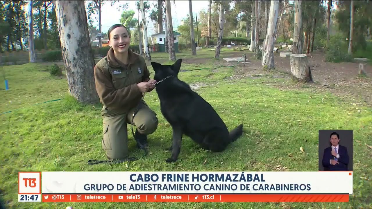 Así se prepararon los perros de la Escuela de Carabineros para la Parada Militar