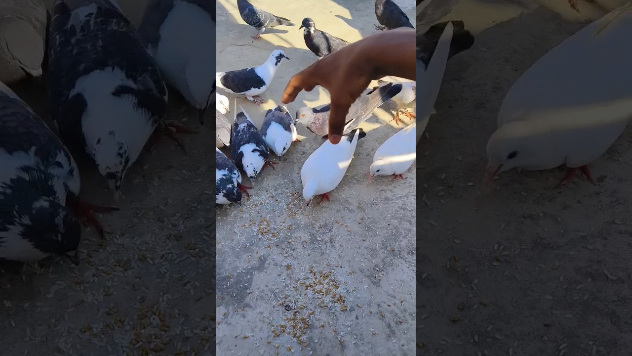 Pigeon Trap 8 // Easy Pigeon Trap 🪤 // How To Catch Pigeons Using Hand 