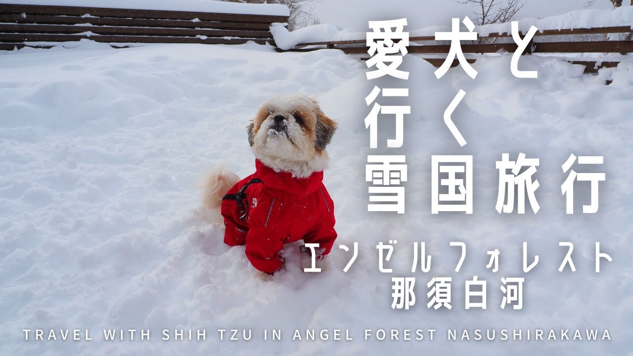 愛犬と雪遊びがしたくて雪国旅行に来たけど雪の多さに圧倒されました～エンゼルフォレスト那須白河～
