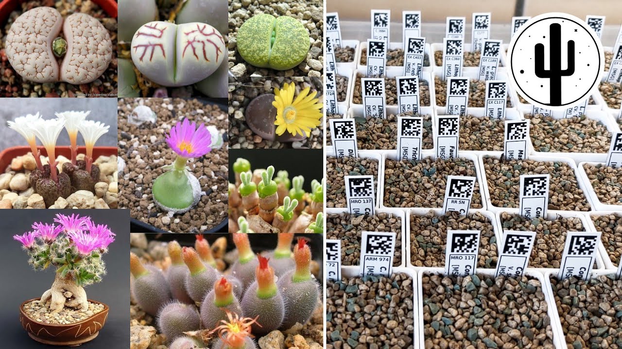 🌱 Посев Литопсов и Конофитумов