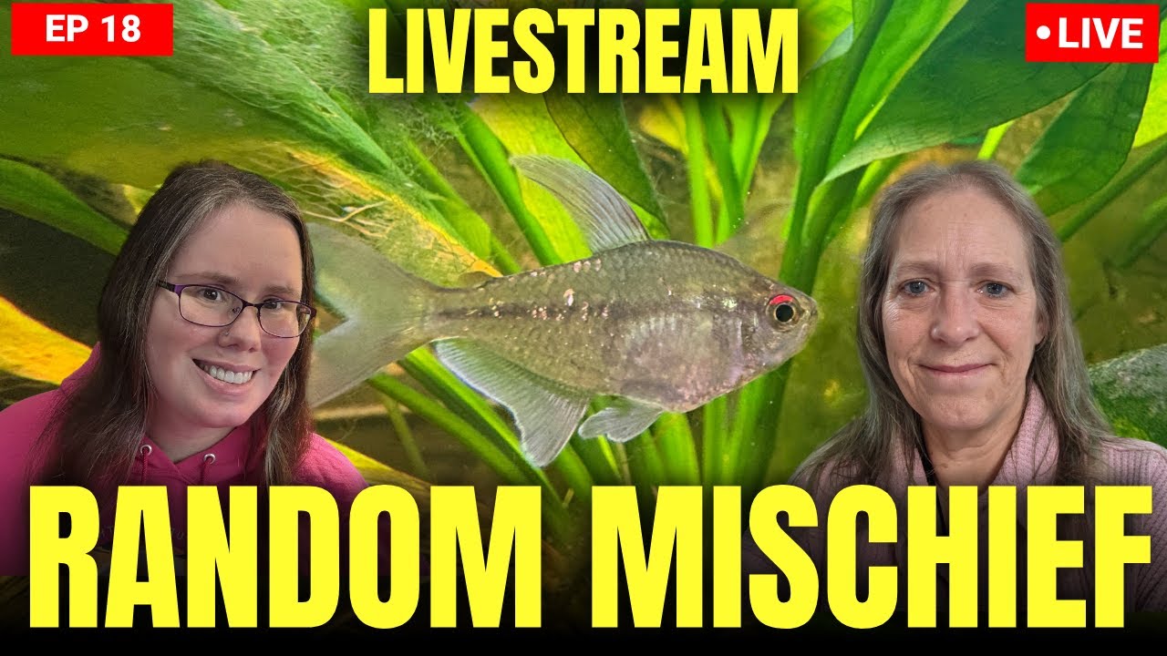Random Mischief Live Stream - Show off your fish tanks, favorite pets and hobbies - EP 18