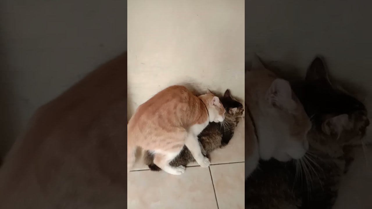 Perjuangan si oyen #cat #kucing #kucinglucu