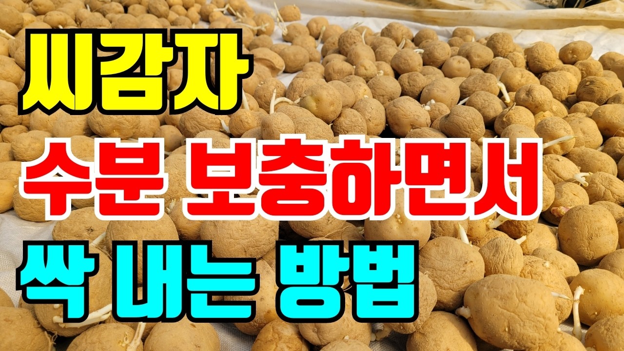 감자 싹튀우는 울때 씨감자가 마르지않고 싹 잘나게 하는 방법