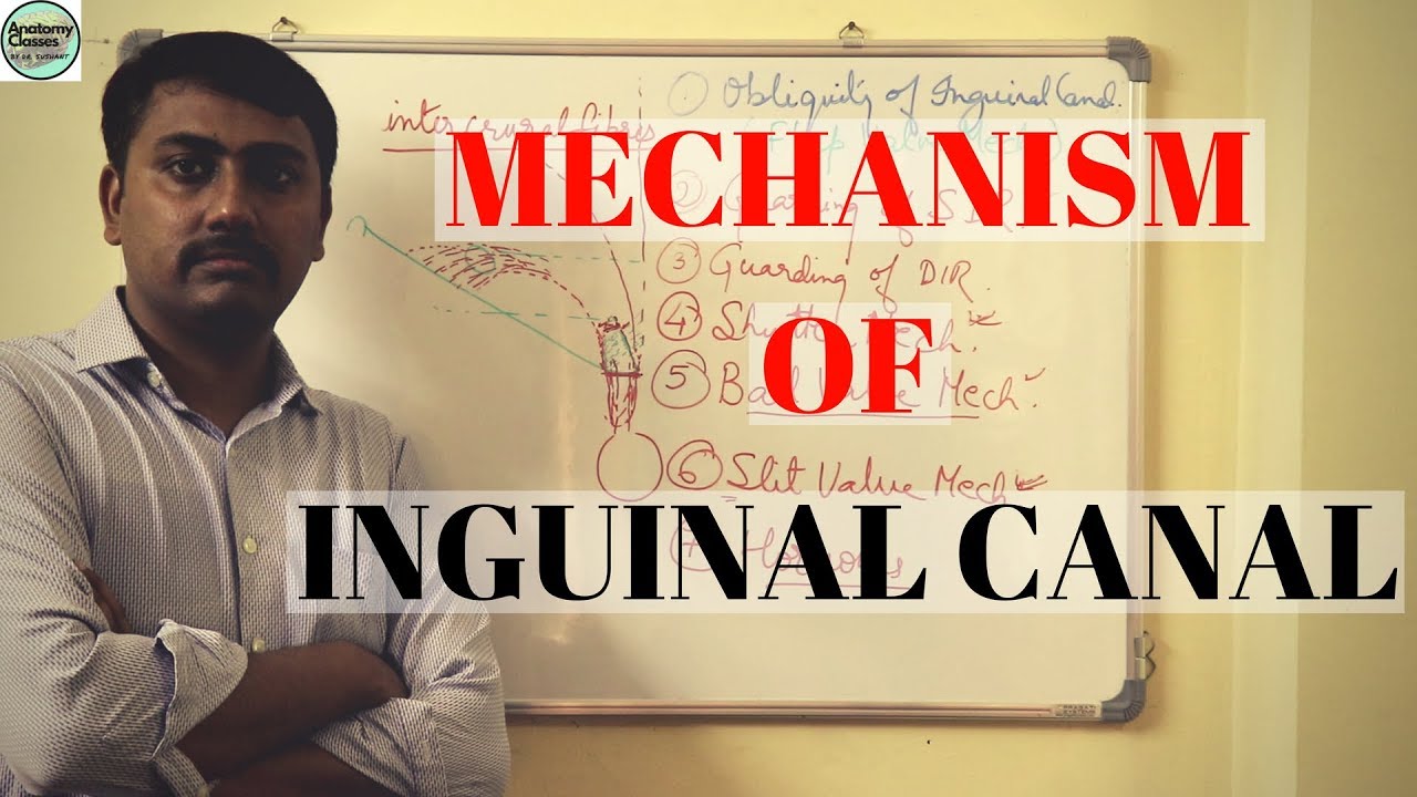 MECHANISM OF INGUINAL CANAL