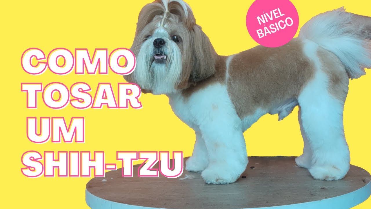 Tosa Shih-tzu  na tesoura (Calvin)