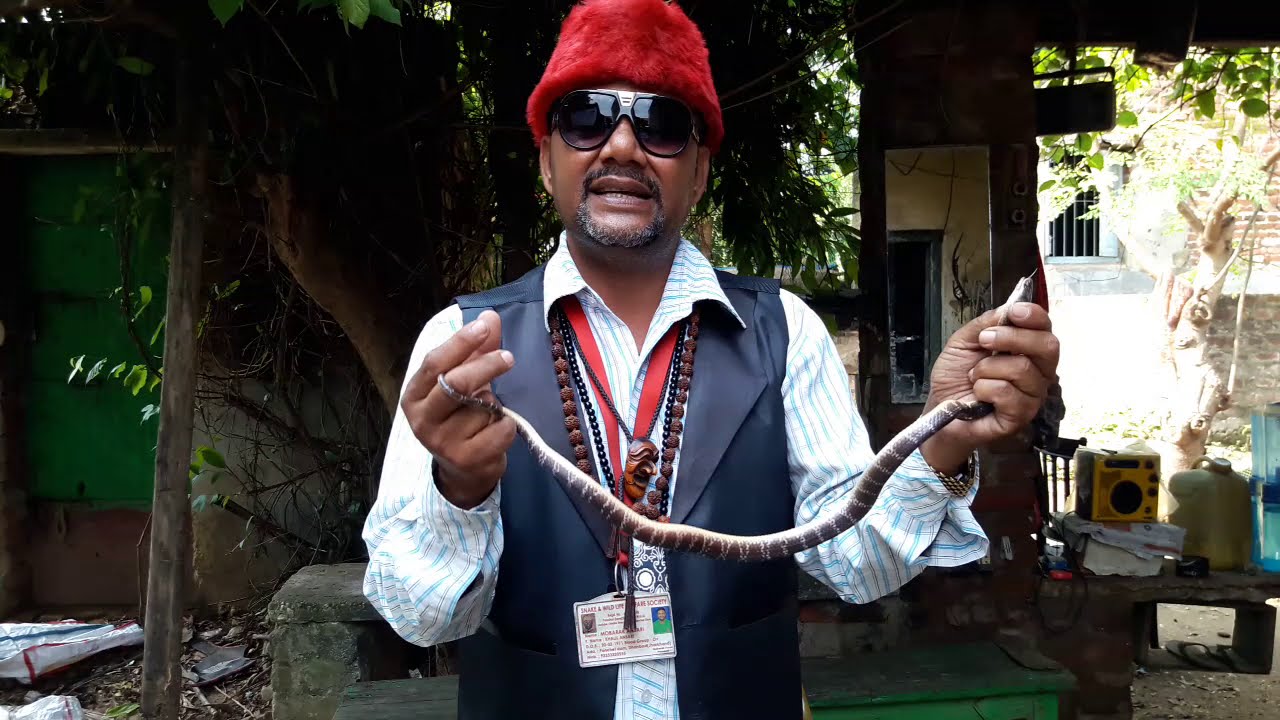 Banded krait and Common Krait venomous snake दोस्तों ये साँप रात को ही ज्यादा Activ रहते हैं ।