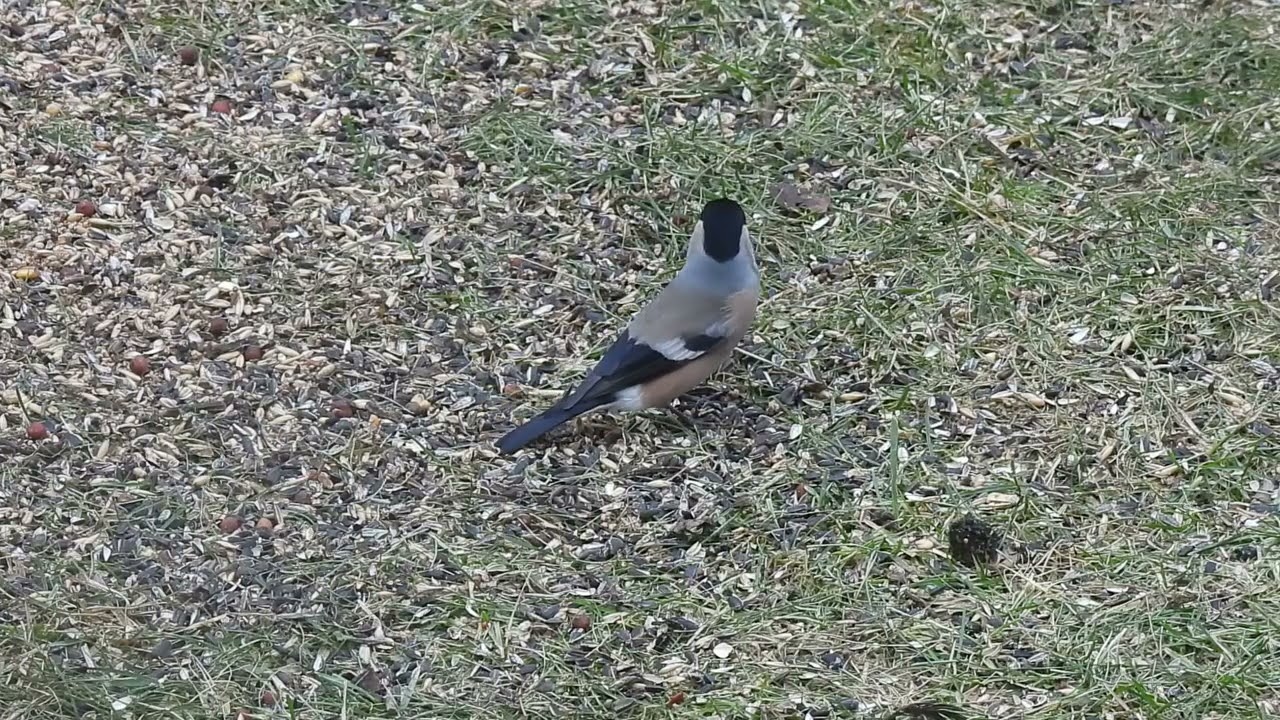 samica gila (Pyrrhula pyrrhula), Eurasian Bullfinch, Gimpel, Снігур
