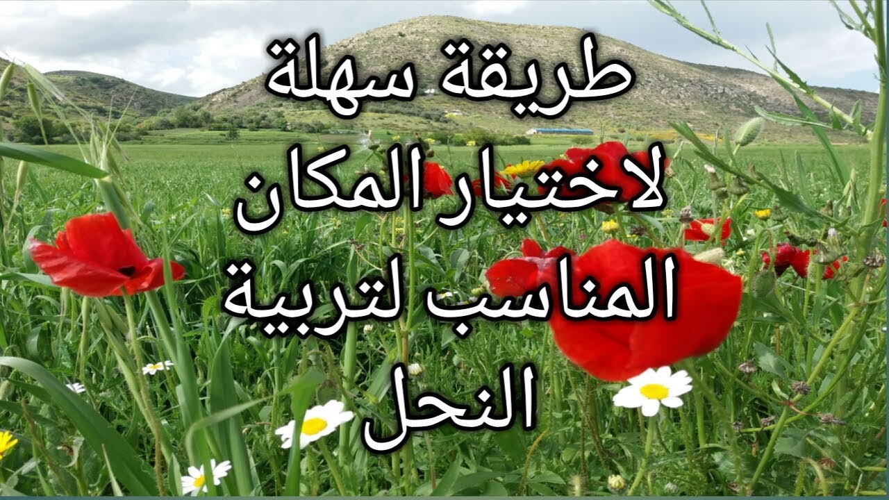 طريقة سهلة لاختيار المكان المناسب لتربية النحل