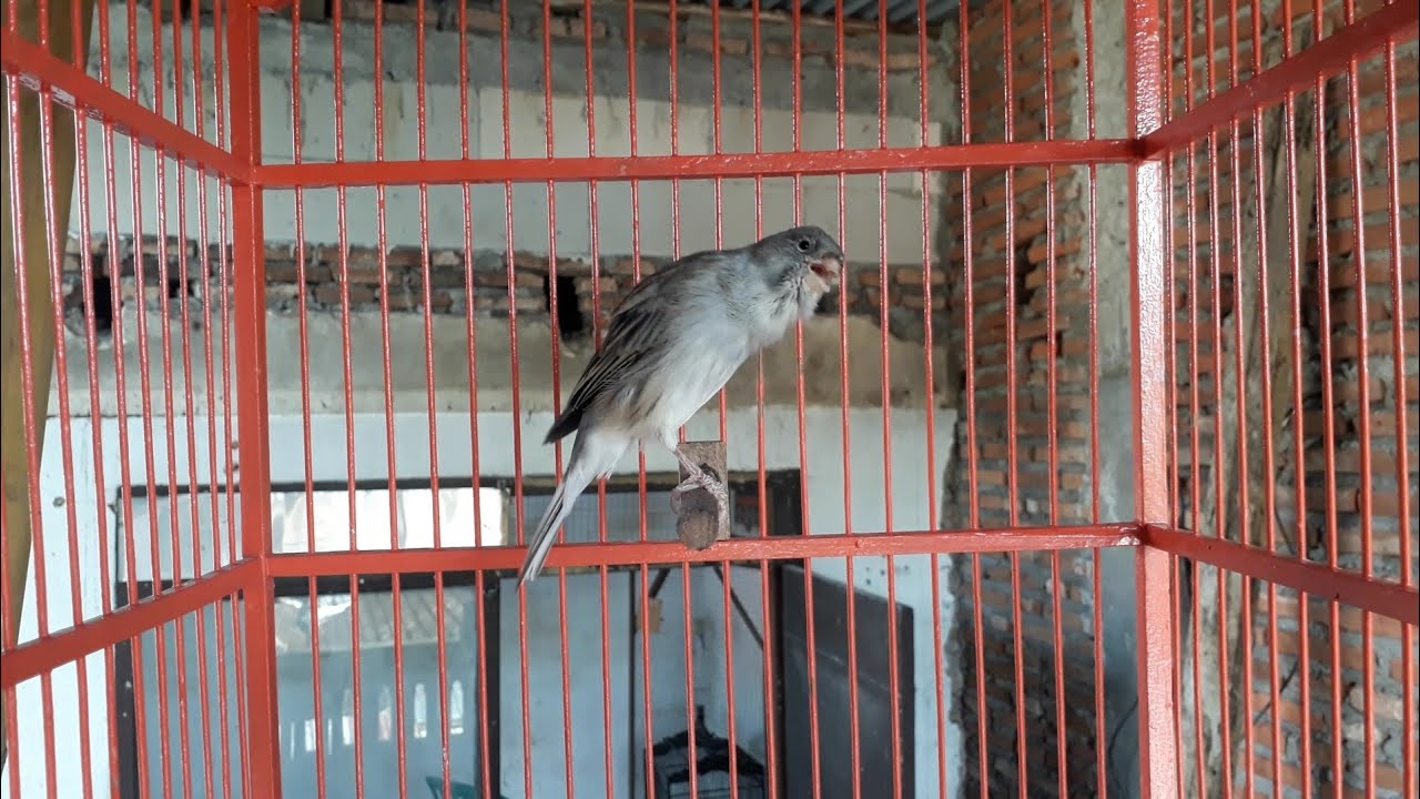 Masteran Terbaik Untuk Kenari Anda Yang Lagi Belajar Bunyi Pasti Langsung Gacor Dor Ngerol Nembak