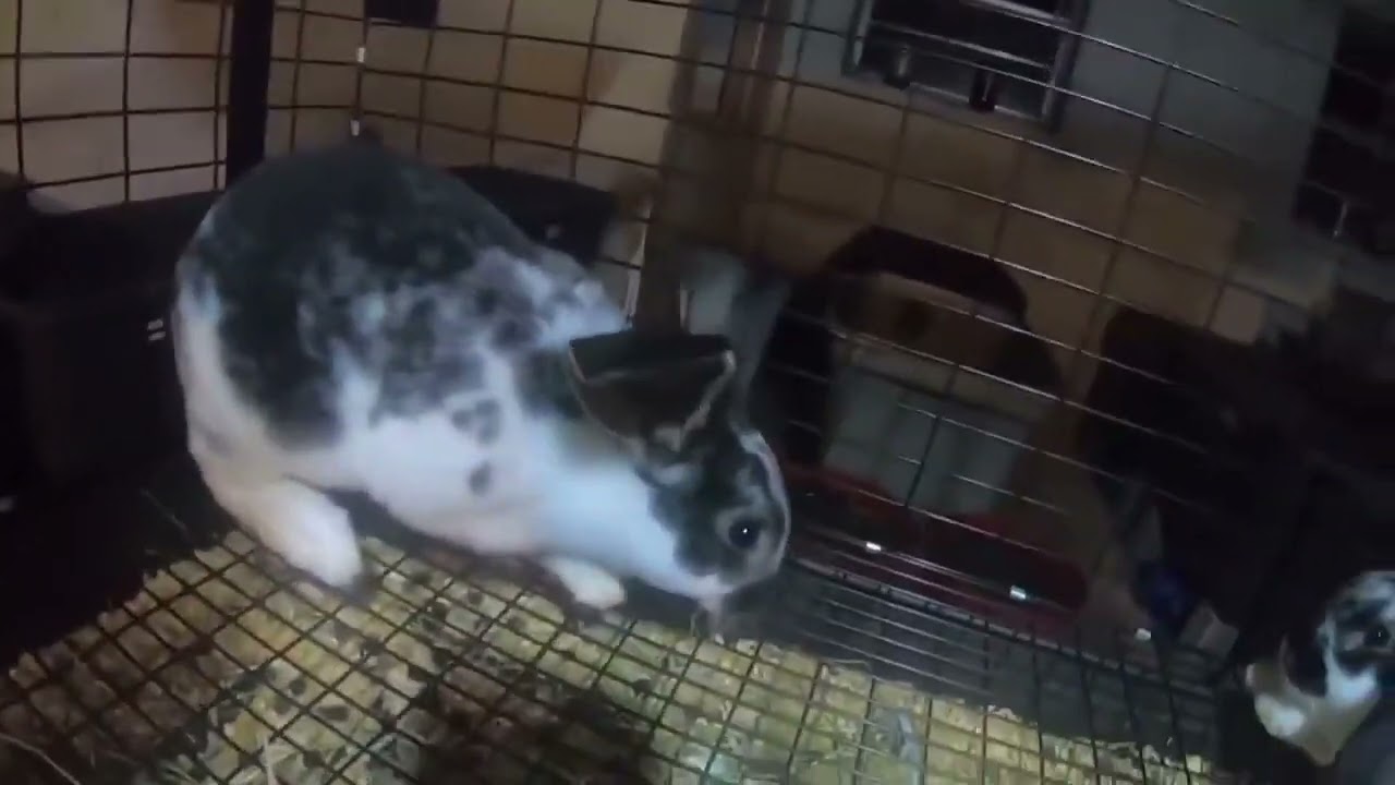 Pretty Broken, Black Otter Rex Bunnies & More!
