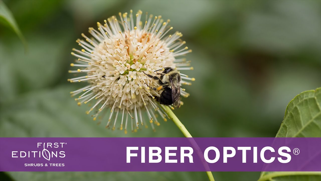 First Editions® Fiber Optics® Buttonbush