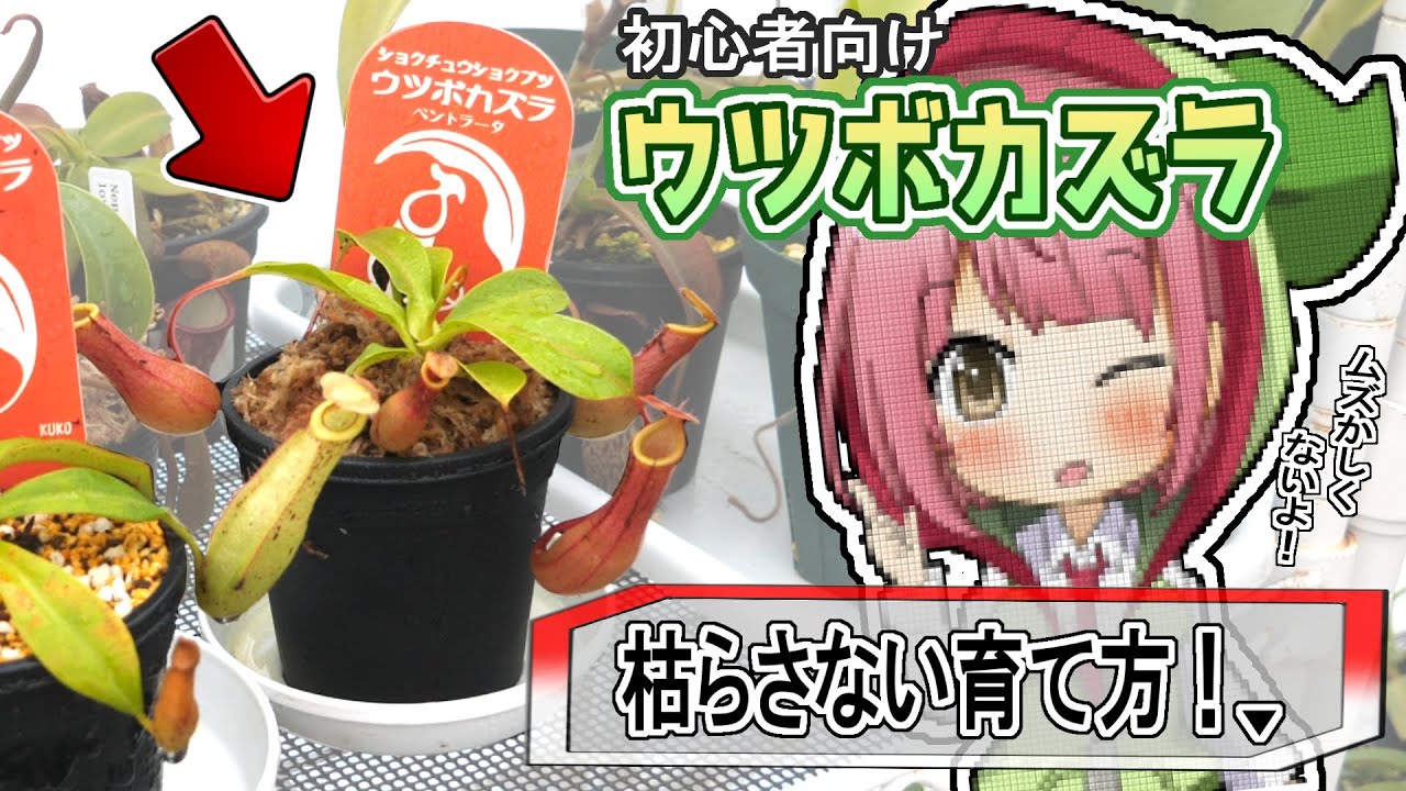 初心者さん向け ウツボカズラの基本的な育て方＆植え替えのやり方解説！【食虫植物TV】