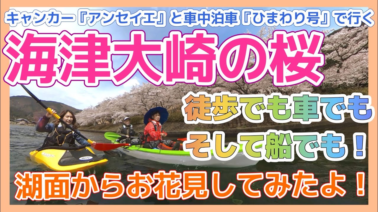 海津大崎の桜【交通規制に注意】キャンピングカー＆車中泊車で楽しむびわ湖高島の桜！徒歩でも車でも船でも！【お花見遊覧船・屋形船・カヤック】桜クルーズ