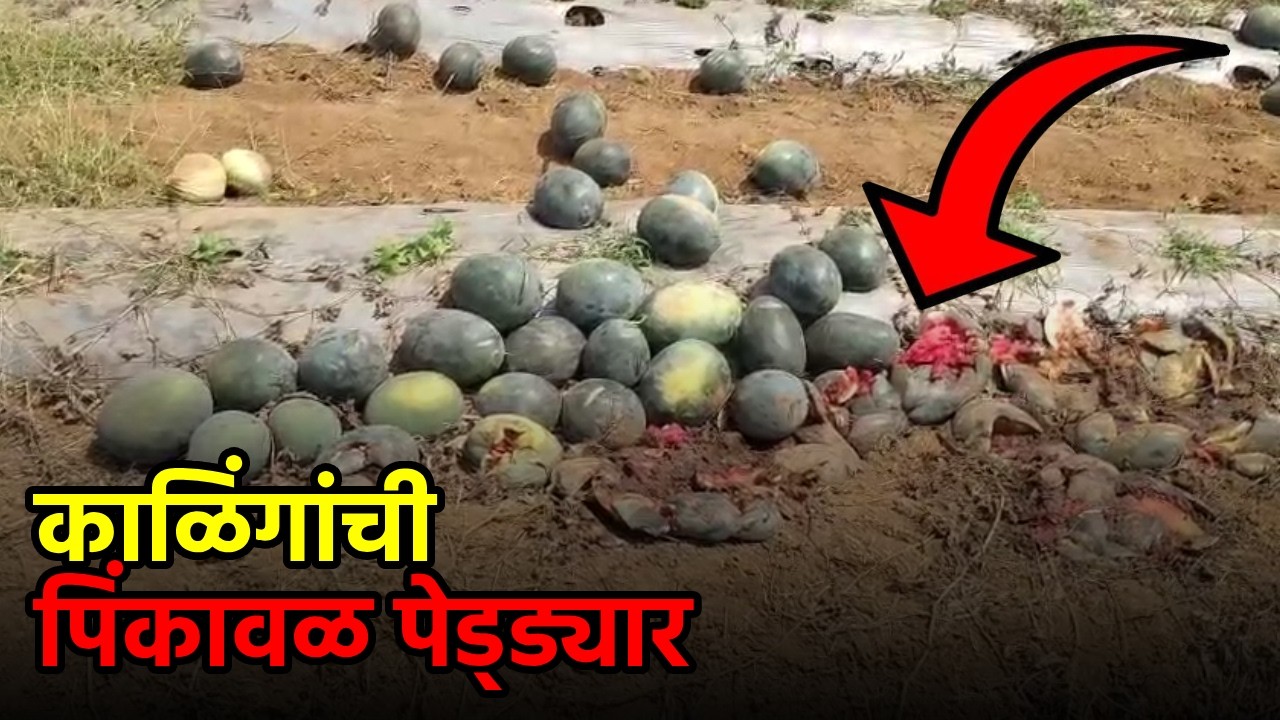 Maina-Cavrem Farmer Faces Heavy Loss after Watermelon Crop Failure||GOA365 TV