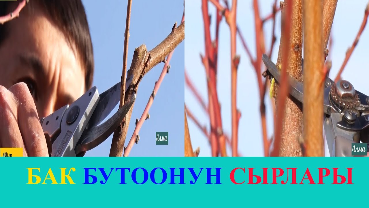 БАК БУТООНУН СЫРЛАРЫ