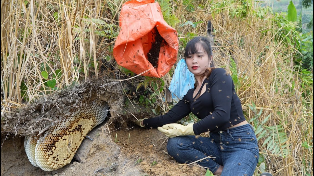 Discovering a honey bee nest nesting underground and how I moved the hive to my farm