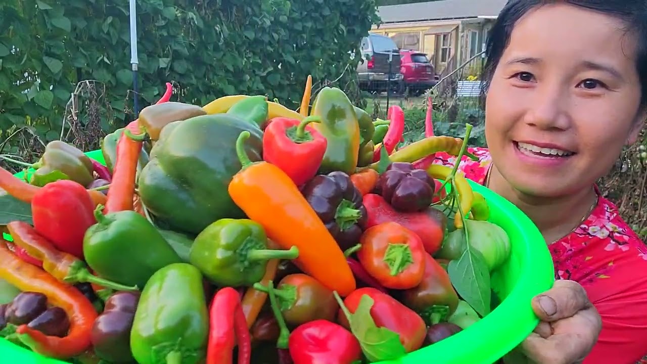 FULL VIDEO, THU HOẠCH ỚT TRIỆU NGỌT CAM,ỚT CHUÔNG, ỚT RẮN,CÀ CHUA 