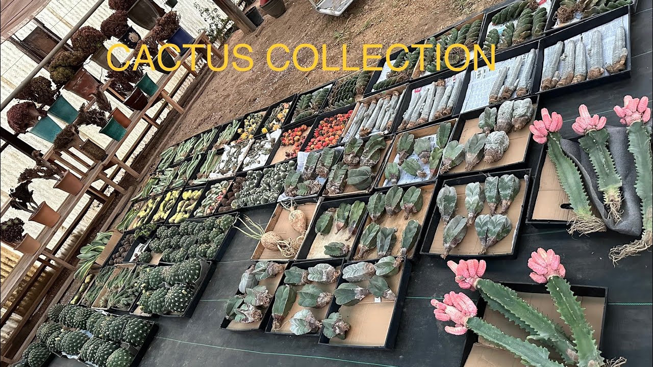 CACTUS COLLECTION | SPIRAL CACTUS, ADENIUM SWAZICUM, … SO ON FOR MOTHER’S DAY!