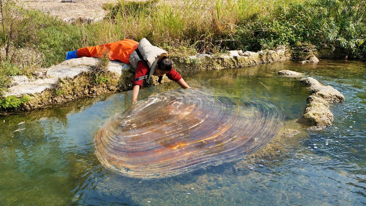 The clams in Qingshui River are different, the dazzling pearls are very charming