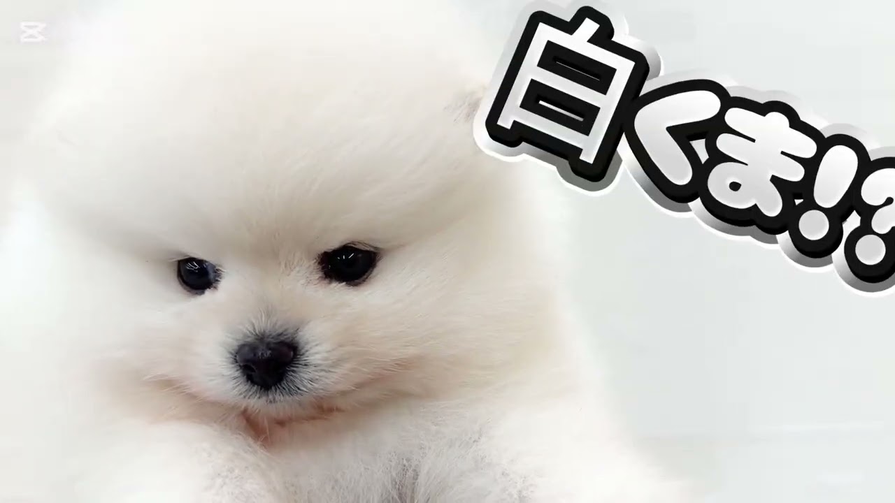 【1/12撮影】圧倒的に可愛い！マルワンプレミアム認定のポメちゃんが登場♪